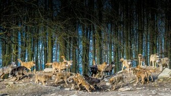 Wolf Pack High Quality And Resolution Wallpaper On