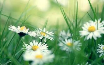 Daisies In The Green Grass Wallpaper And Image