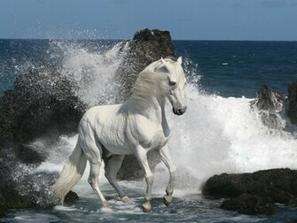 Beautiful Cute White Coloured Horse Pictures Photos Wallpaper