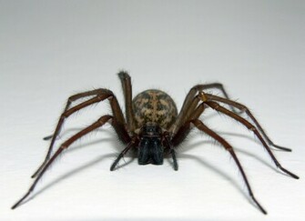 HD Cute Spider Wallpaper