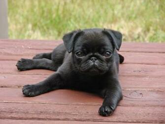 Pug Puppy HD Wallpaper Animals