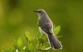 Mockingbird Wallpaper