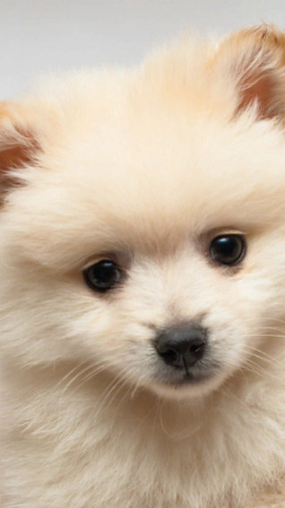 Dog iPhone Wallpaper