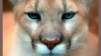 Big Cat High Quality And Resolution Wallpaper On