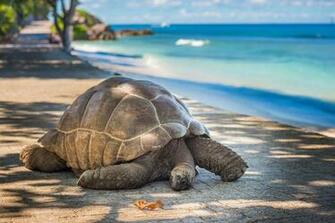 Tortoise HD Wallpaper Background Image
