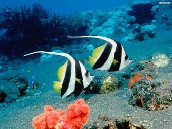Youwall Underwater Wallpaper