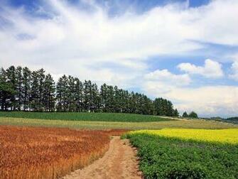 Summer Field Japan Hokkaido Scenic Country Wallpaper