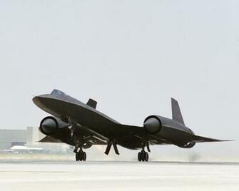 Sr Blackbird Wallpaper