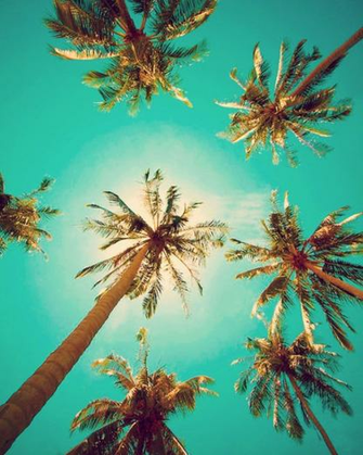 Going To Think Summery Thoughts Today And Maybe Attempt Coax The