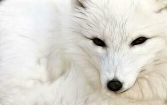 Arctic Fox Wallpaper