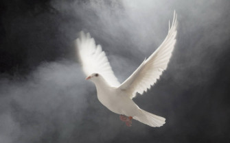 White Dove Wallpaper