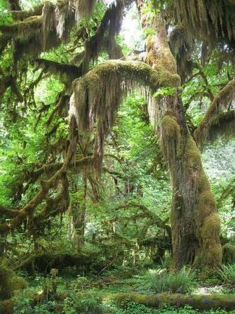 Hoh Rain Forest Desktop Wallpaper