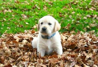 Golden Labrador Goldador Yellow Lab Retriever Puppies Born