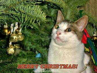 Home Search Results For Holiday Cats Readers Share Cat