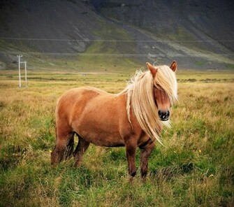 My Computer Wallpaper Horse Background For HD