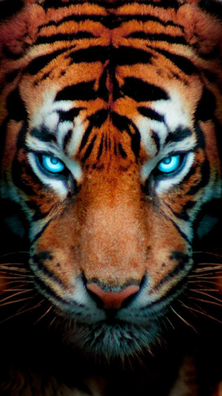 iPhone Wallpaper For X Xr