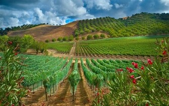 Vineyard And Orchard Wallpaper