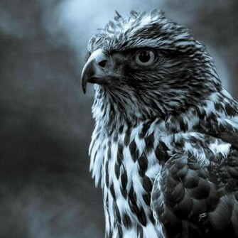 Faucon Black And White Hawk Animal Wallpaper