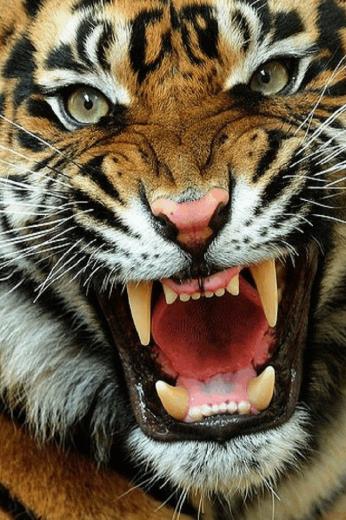 Big Cats Screensaver