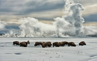Earth Yellowstone National Park Animal Wallpaper