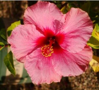 Seivo Image Beautiful Pictures Of Hawaiian Flowers Web