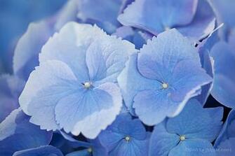 Blue Hydrangea Longwood Gardens Wallpaper Photo Art Print