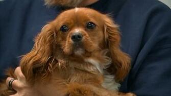 Dog In Fraternity Keg Stand Video Now Care Of Nassau Spca