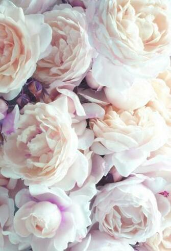 Flower Photography On