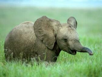 Elephant Wallpaper Baby For Desktop