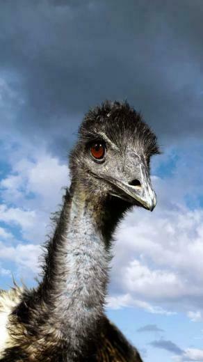 Ostrich Wallpaper iPhone