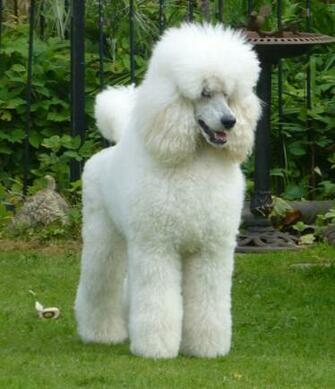Standard Poodle Hunting Wallpaper