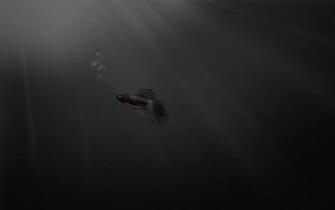 Dark Windows Fish Window Microsoft Seven Wallpaper