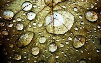 Water Drops On Leaf In Rose Clean Drinking