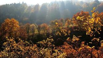 Fav Rate Tweet Nature Forest Tree Autumn Fall Resolution