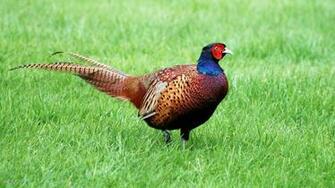 Pheasant Bird Grass HD Wallpaper Gallery