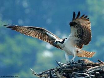 Beautiful Bird Wallpaper2 Birds Wallpaper