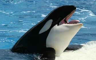 Orca Whales Image Wallpaper Photos