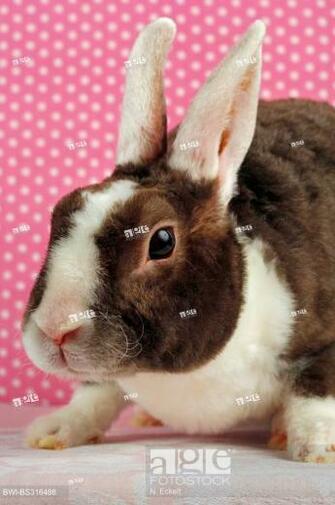Dwarf Rabbit Oryctolagus Cuniculus F Domestica Rex