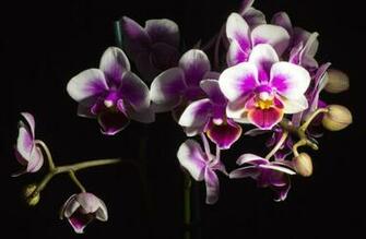Wallpaper Orchid Flower Black Background Beautiful HD
