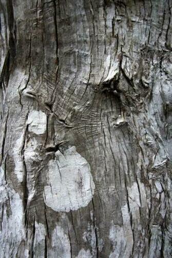 Tree Bark Wall Mural Contemporary Wallpaper By Murals Your Way