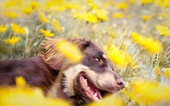 Flowers Animals Dogs Pets Wallpaper