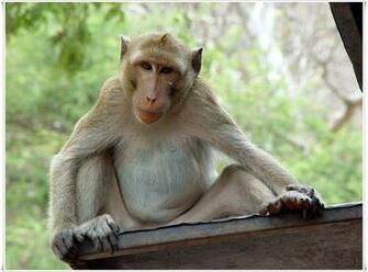 Monkey Desktop Wallpaper Animals