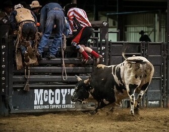 Pbr Bull Riding Wallpaper American Bucking Bulls Inc