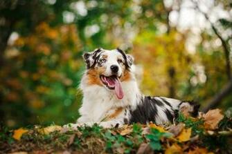 Australian Shepherd HD Desktop Wallpaper 7wallpaper Net