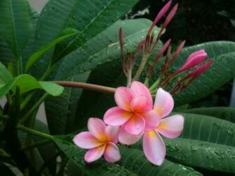 Pink Plumeria Frangipani Temple Tree