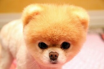 Boo Dog Wallpaper For Desktop