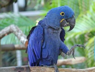 Hyacinth Macaw HD Wallpaper