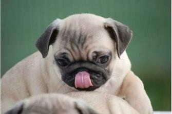 Cute Pug Puppies Wallpaper Picswallpaper
