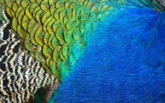 Peacock Feathers Iv