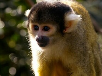 Funny Monkey Pictures For Kids High Definition Widescreen